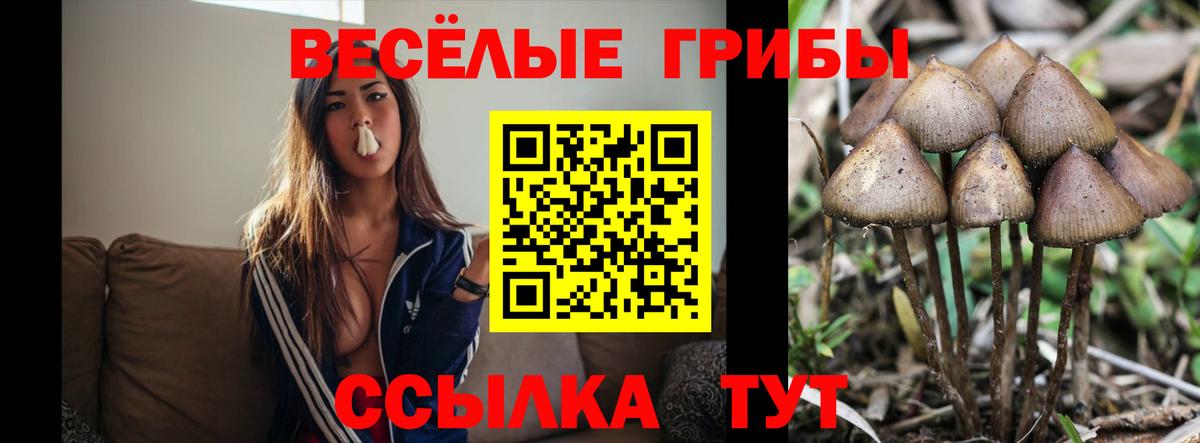 Елабуга  что такое   Вход с VPN  Псилоцибиновые грибы MAGIC MUSHROOMS 